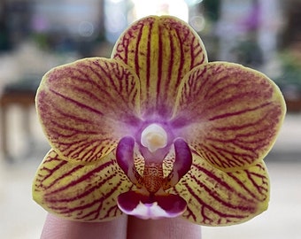 Phalaenopsis orchid ‘Tiny Tiger’ 2” BS