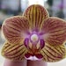 see more listings in the Orchidées section