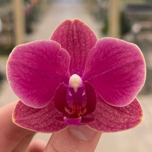 Phalaenopsis Orchid ‘Sorcerer's Stone’ 3” BS