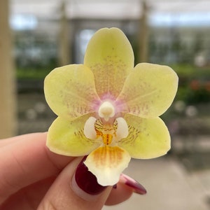 Phalaenopsis orchid ‘Yellow Tiger’ 3” CS