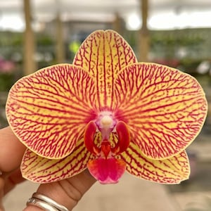 Phalaenopsis Orchid ‘Kaleidoscope’ 5” CS