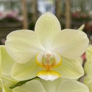 Orchidée phalaenopsis Lemon Drop 3 po. CS image 1