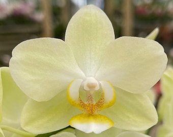 Phalaenopsis orchid ‘Lemon Drop’ 3” CS