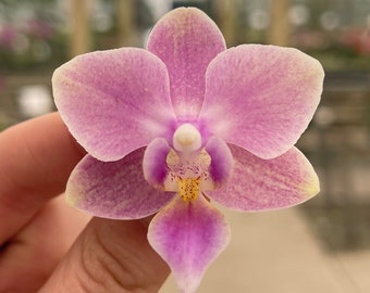 Phalaenopsis Orchid ‘Princess Peach’ 3” BS