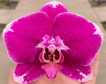 Phalaenopsis Orchid ‘Ursula’ 5” CS