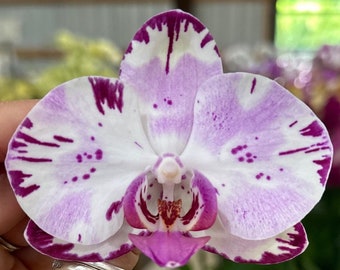 Phalaenopsis Orchid ‘Oasis’ 5” CS