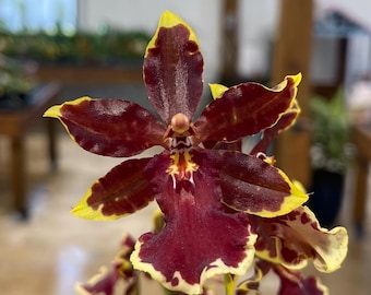 Intergeneric Oncidium Orchid ‘Wildcat ‘Golden Red Star’’ 4” CS