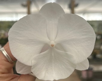 Phalaenopsis Orchid ‘Snow White’ 5” CS