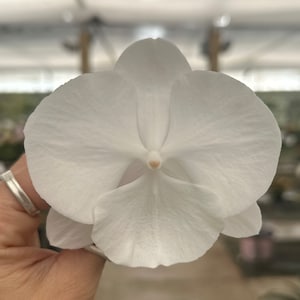 Phalaenopsis Orchid ‘Snow White’ 5” CS