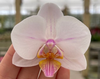 Phalaenopsis Orchid ‘Blush white’ 3” BS