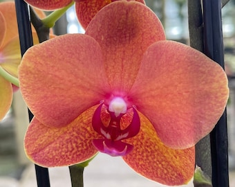 Phalaenopsis Orchid ‘Cabo Sunset’ 5” CS