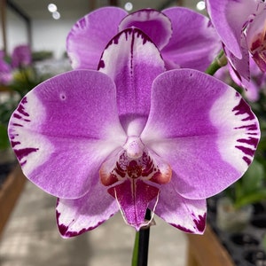 Phalaenopsis Orchid ‘Miracle’ 5” CS