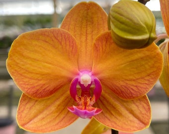 Phalaenopsis Orchid ‘Lucky’ 5” CS