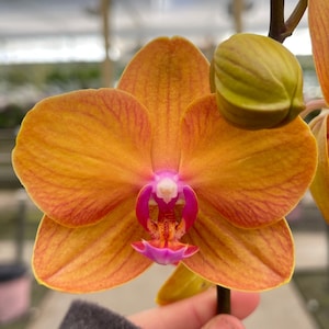 Phalaenopsis Orchid ‘Lucky’ 5” CS