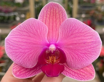 Phalaenopsis Orchid ‘Candy Queen’ 5” CS