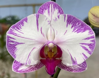 Phalaenopsis Orchid ‘Angela’ 5” CS
