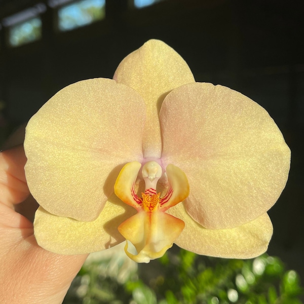 Phalaenopsis Orchid ‘Lush’ 5” CS