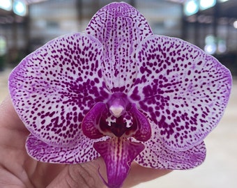 Phalaenopsis Orchid ‘Stardust’ 5” CS