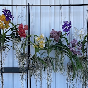 May include: A display of vibrant orchids in various colors, including purple, yellow, red, and white, hanging from a black metal frame. The orchids have long, trailing roots and are arranged against a white background.