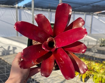Neoregelia 'Super Fireball' Bromeliad