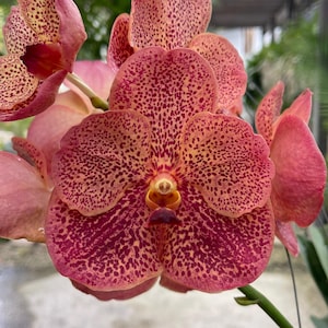 May include: A cluster of Vanda orchid flowers featuring rounded petals and sepals in shades of coral and peach, densely covered with small, dark reddish-brown spots. The central column is yellow and deep maroon, supported by a green stem.