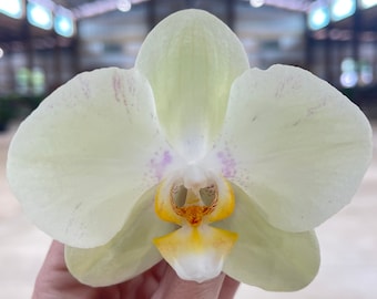 Phalaenopsis Orchid ‘Lemony Snickets’ 5” CS