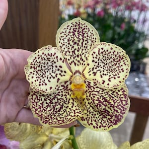 May include: A Vanda orchid flower featuring pale yellow petals and sepals covered in dense, dark maroon spots. The center of the bloom displays a small, bright yellow and orange structure. The flower is attached to a green stem.