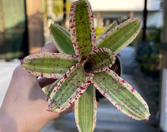 Billbergia Sanderiana - Bromeliad Cutting - Etsy