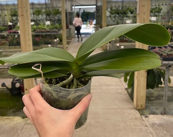 Phalaenopsis ‘Surprise’ 5” (5 pack)