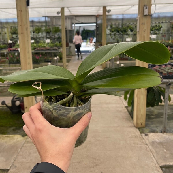 Phalaenopsis ‘Surprise’ 5”