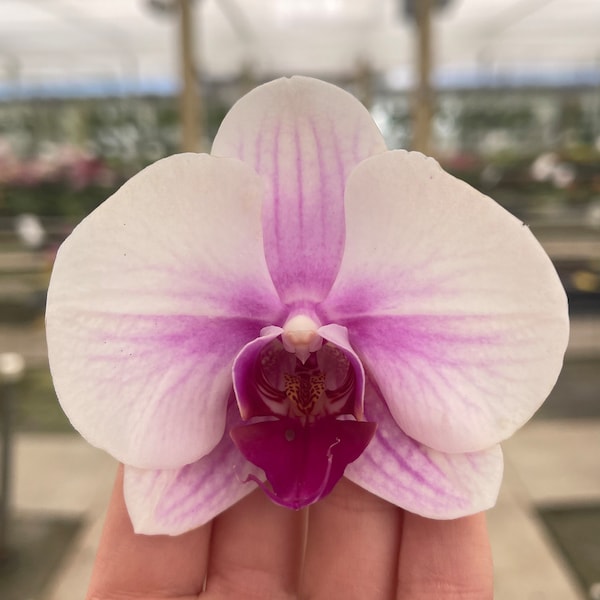 Phalaenopsis Orchid ‘Valentine’ 3” BS