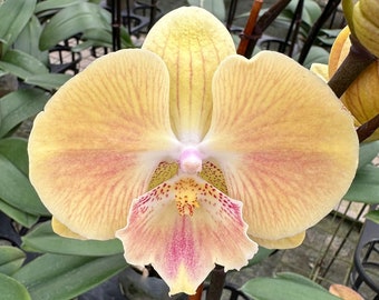 Phalaenopsis Orchid ‘Harvest Moon’ 5” CS