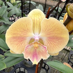 Phalaenopsis Orchid ‘Harvest Moon’ 5” CS