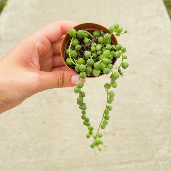 String of Pearls 2"