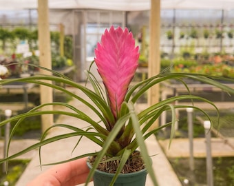 Tillandsia 'Cyanea' 2”