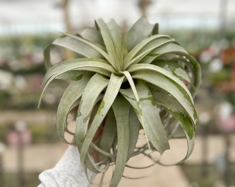 Tillandsia 'Xerographica'