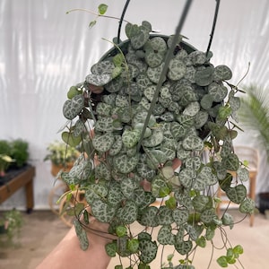String Of Hearts 5”