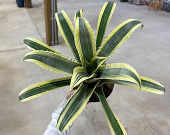 Bromeliad Aechmea Mexicana 'albo Marginata' - Etsy