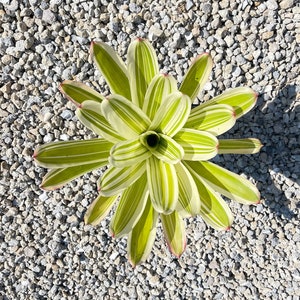 Neoregelia ‘Jeffrey Block’ 6” RARE