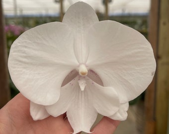 Phalaenopsis Orchid ‘Mrs. Grey’ 5” BS