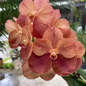 May include: A cluster of Vanda orchid flowers featuring rounded petals in shades of peach and coral, densely covered with small, dark reddish-brown spots. The central column of each bloom is a pale yellow, surrounded by deep magenta markings.