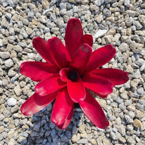 Neoregelia &#39;Super Fireball&#39; Bromeliad