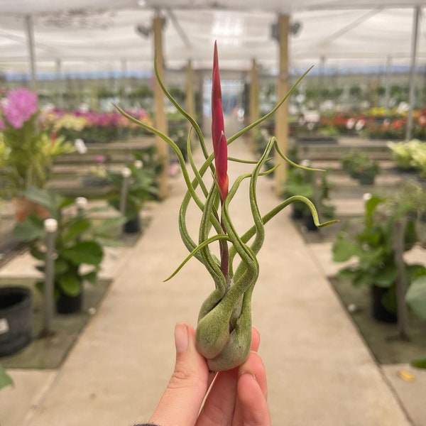 Tillandsia 'Caput Medusa’