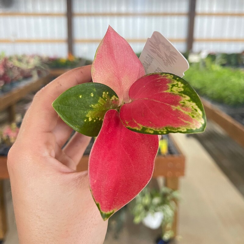 Aglaonema - Etsy