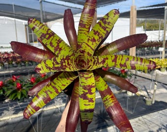 Bromeliad Aechmea Titan Force - Etsy