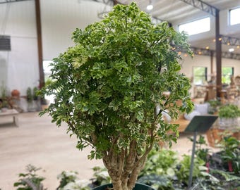 Aralia Ming Variegated 6"