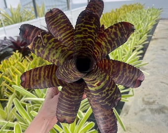 Neoregelia 'Hannibal Lecter' Bromeliad