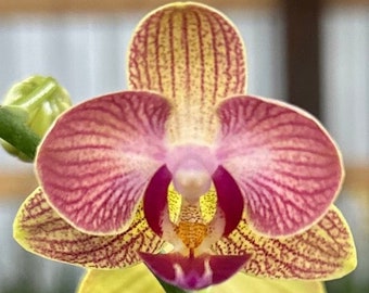 Phalaenopsis Orchid ‘Blushing Tiger’ 3” CS