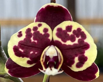 Phalaenopsis Orchid ‘Lemon Berry’ 3” CS