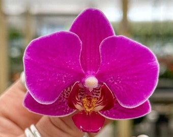 Phalaenopsis Orchid ‘Pop of Purple’ 3” BS
